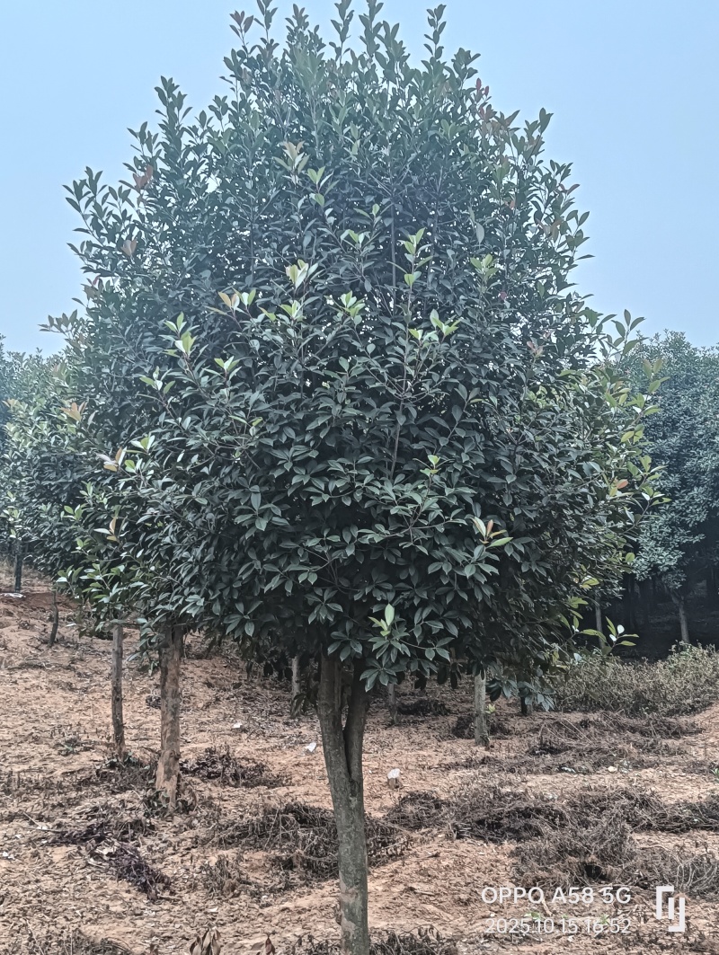 高杆红叶石楠石楠树基地直发大量现货可视频看货