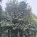 高杆红叶石楠石楠树基地直发大量现货可视频看货