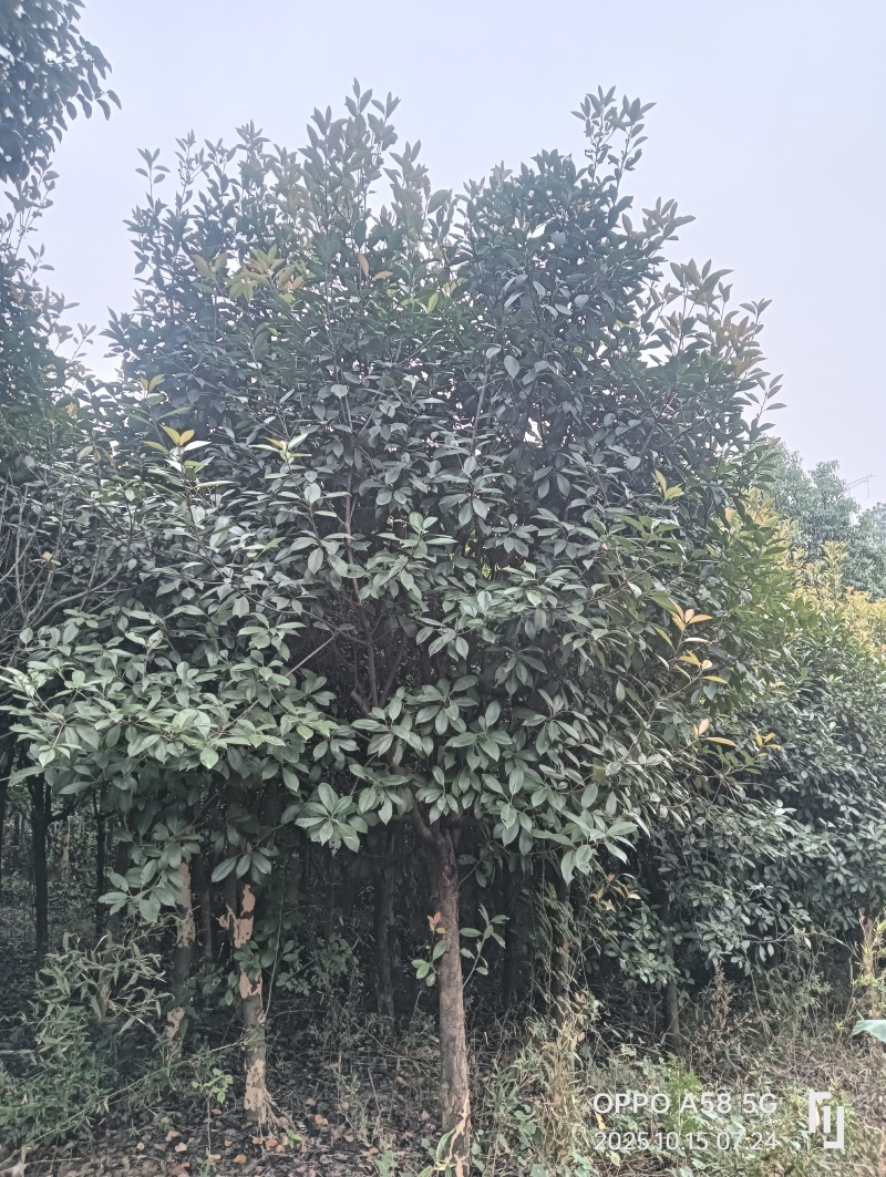 高杆红叶石楠石楠树基地直发大量现货可视频看货