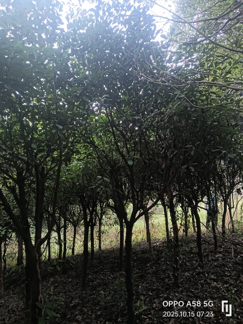 高杆红叶石楠石楠树基地直发大量现货可视频看货
