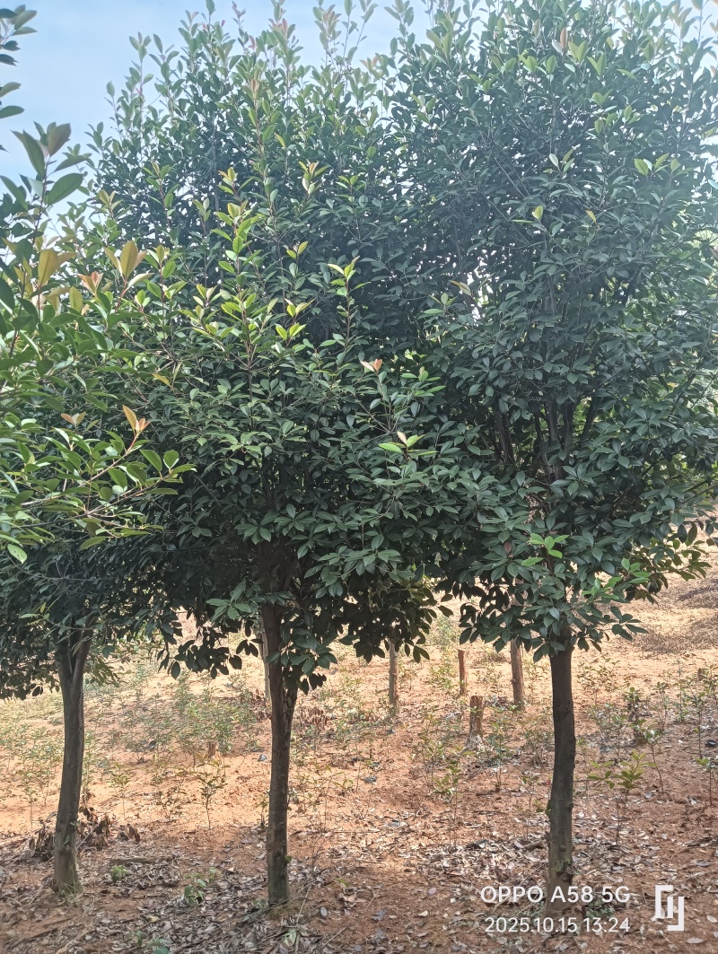高杆红叶石楠石楠树基地直发大量现货可视频看货