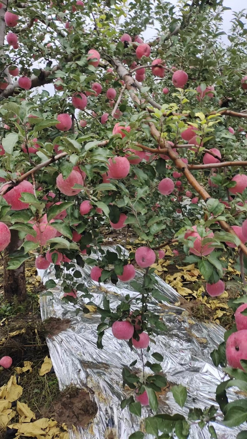 冰雹苹果要的联系