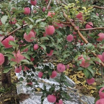 冰雹苹果要的联系