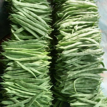 山东扁青芸豆条长肉厚精品扁豆/新鲜采摘市场商超都可对接