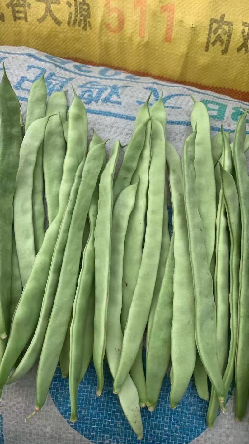 山东扁青芸豆条长肉厚精品扁豆/新鲜采摘市场商超都可对接