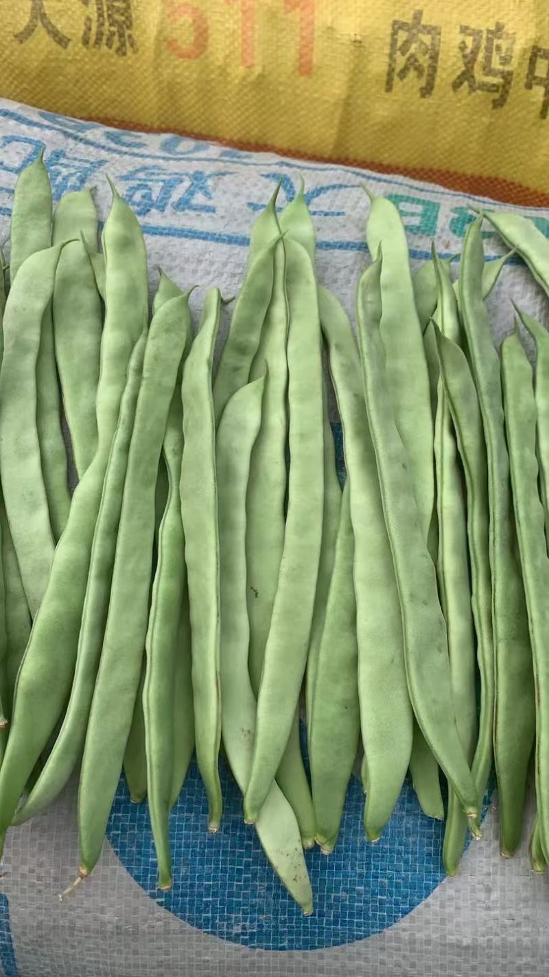 山东扁青芸豆条长肉厚精品扁豆/新鲜采摘市场商超都可对接
