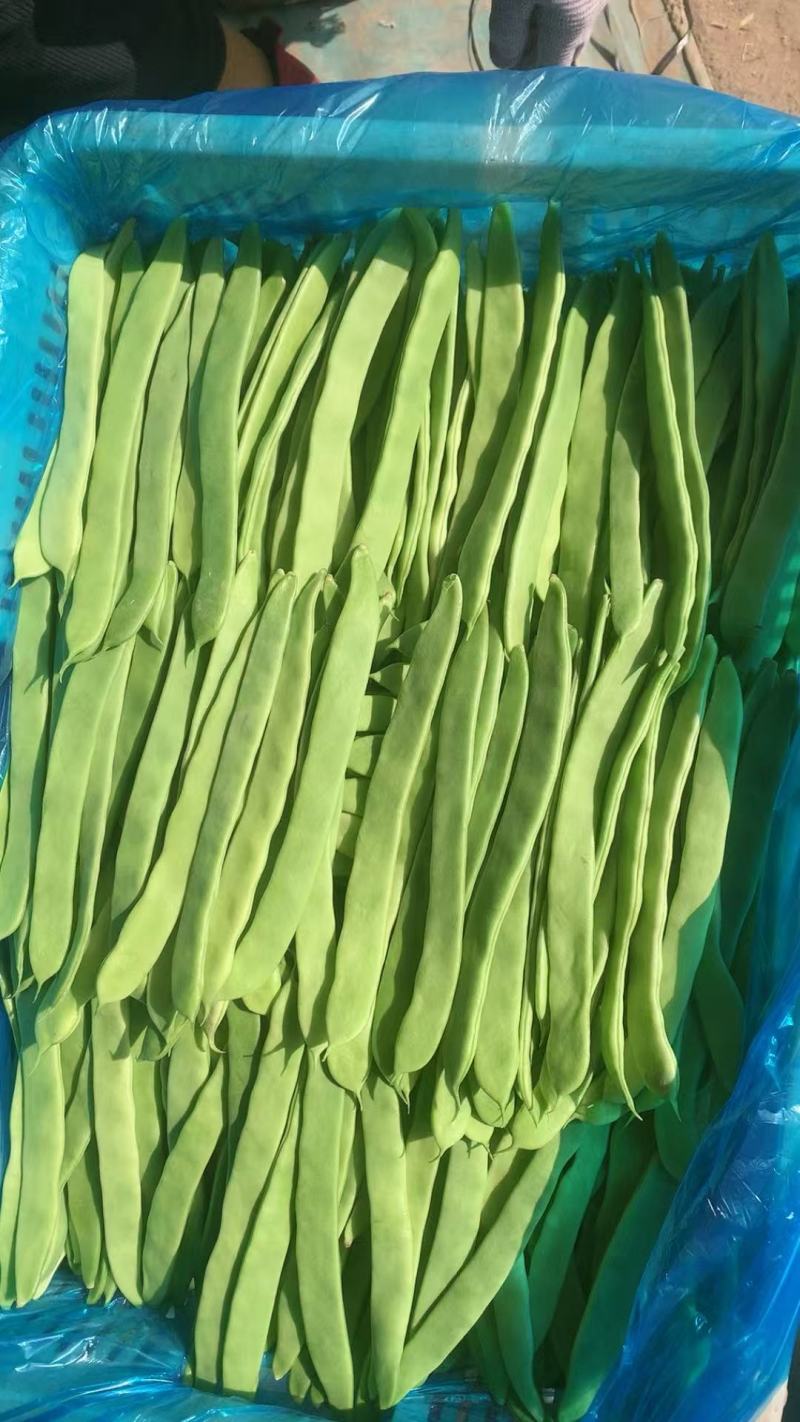 山东扁青芸豆条长肉厚精品扁豆/新鲜采摘市场商超都可对接