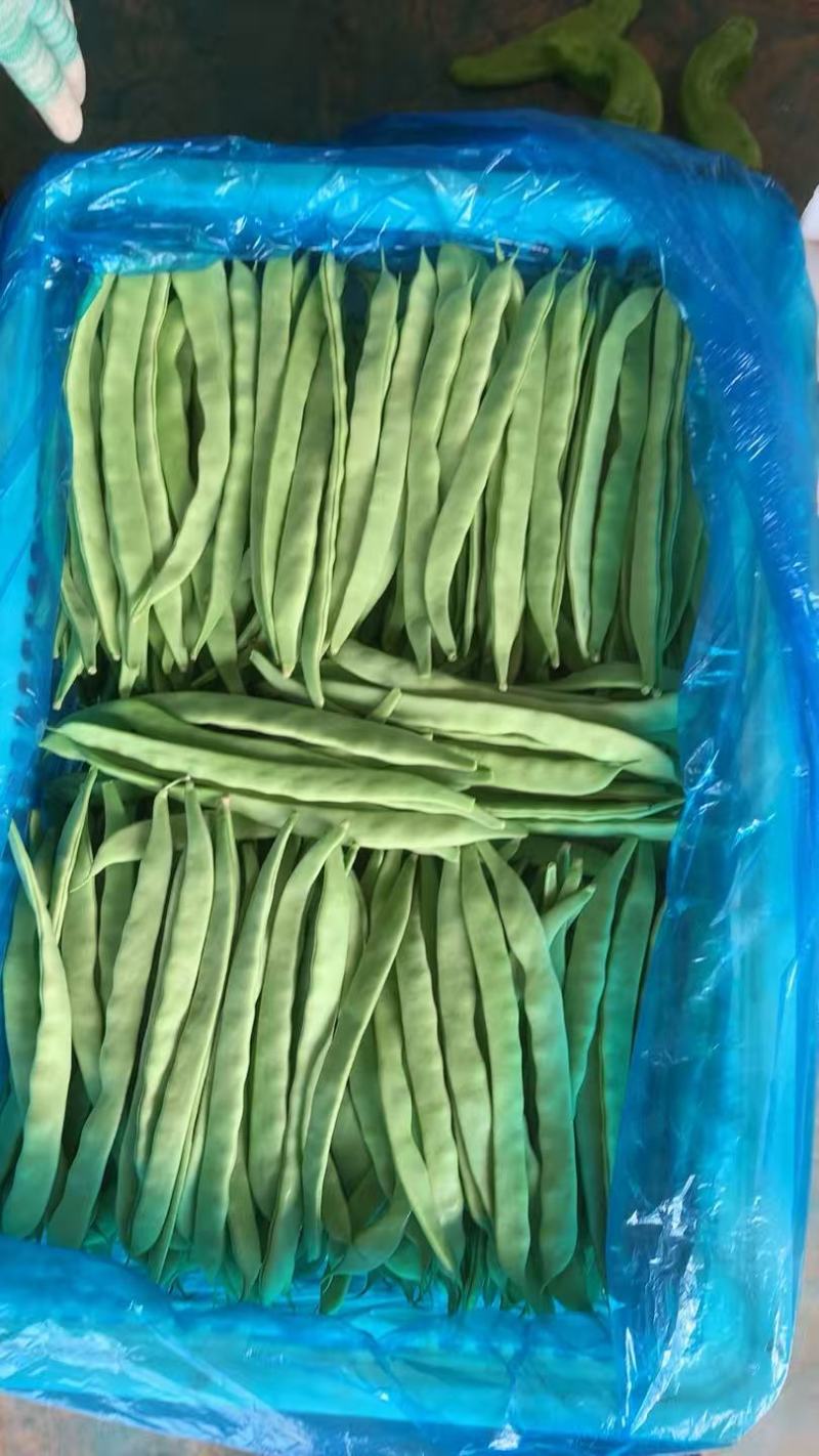 山东扁青芸豆条长肉厚精品扁豆/新鲜采摘市场商超都可对接