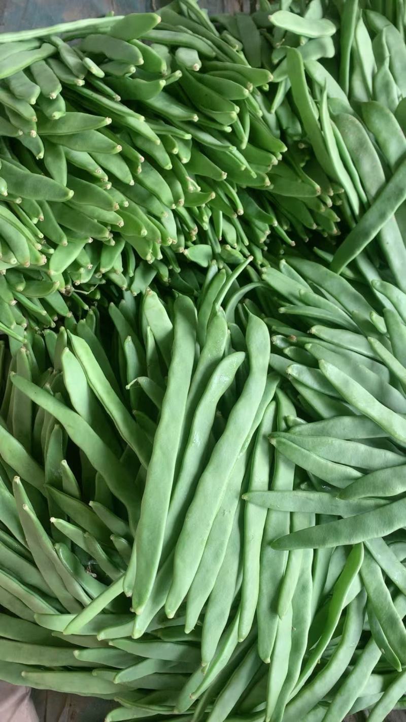 山东扁青芸豆条长肉厚精品扁豆/新鲜采摘市场商超都可对接