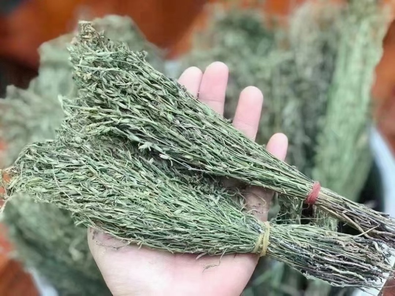 独角金独脚金批发小短腿颜色绿过筛无碎足干孩儿草独脚金批发