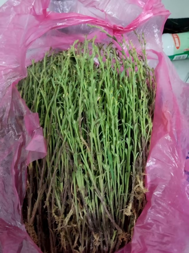 独角金独脚金批发小短腿颜色绿过筛无碎足干孩儿草独脚金批发