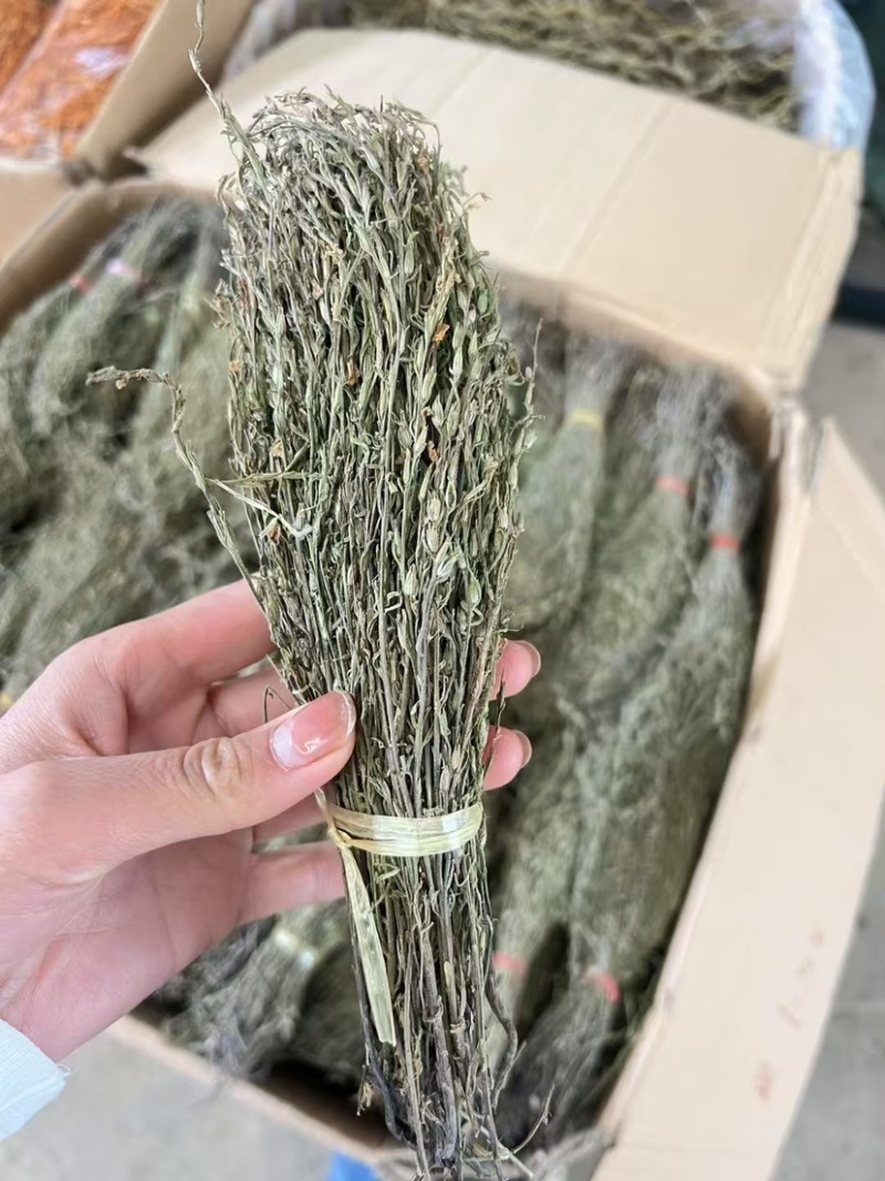 独角金独脚金批发小短腿颜色绿过筛无碎足干孩儿草独脚金批发