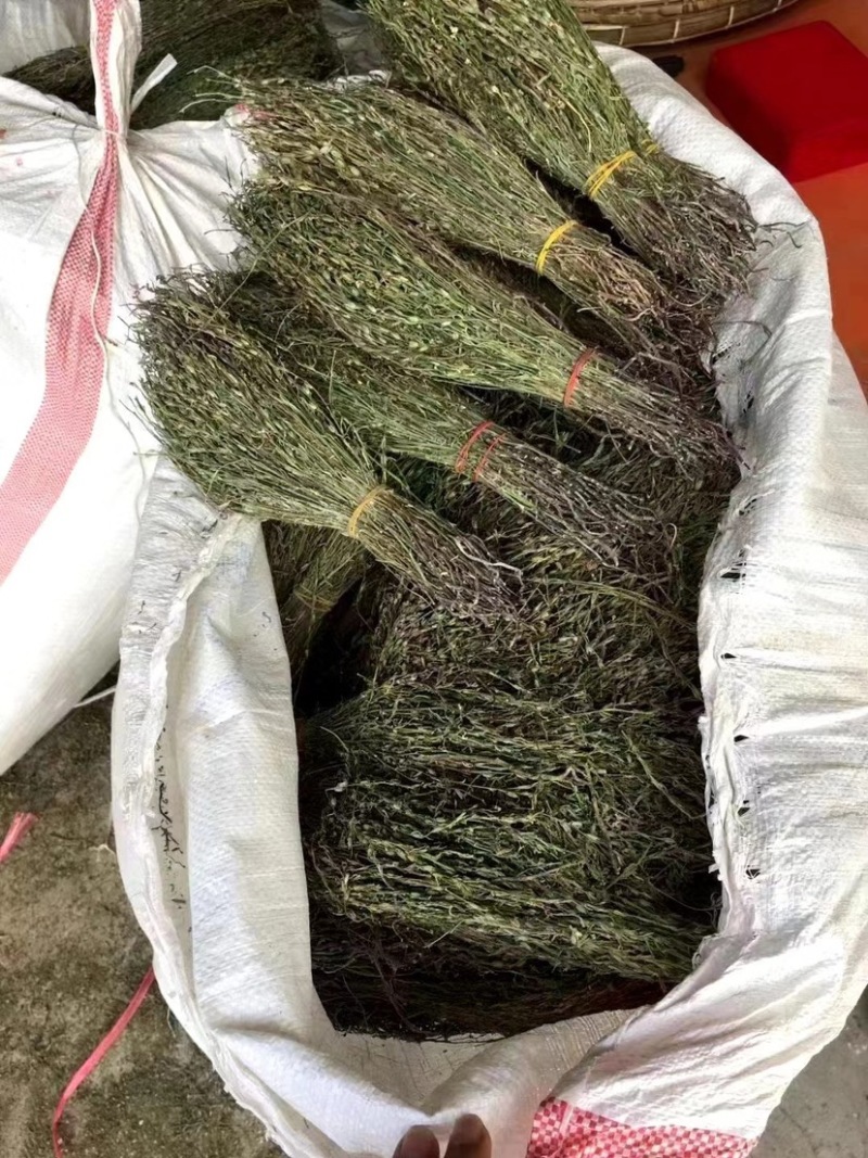 独角金独脚金批发小短腿颜色绿过筛无碎足干孩儿草独脚金批发