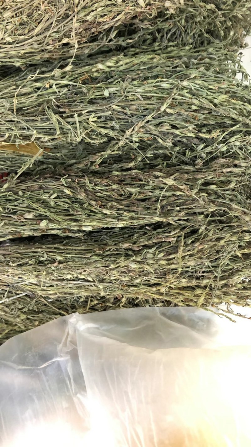 独角金独脚金批发小短腿颜色绿过筛无碎足干孩儿草独脚金批发
