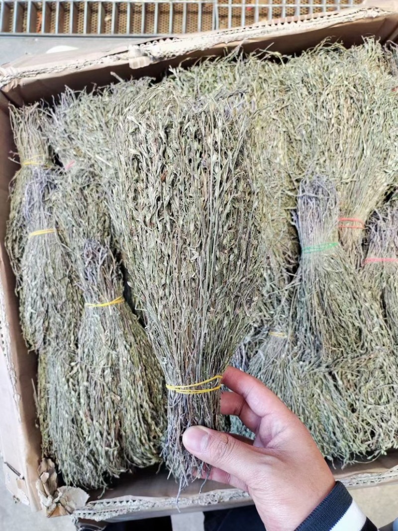 独角金独脚金批发小短腿颜色绿过筛无碎足干孩儿草独脚金批发