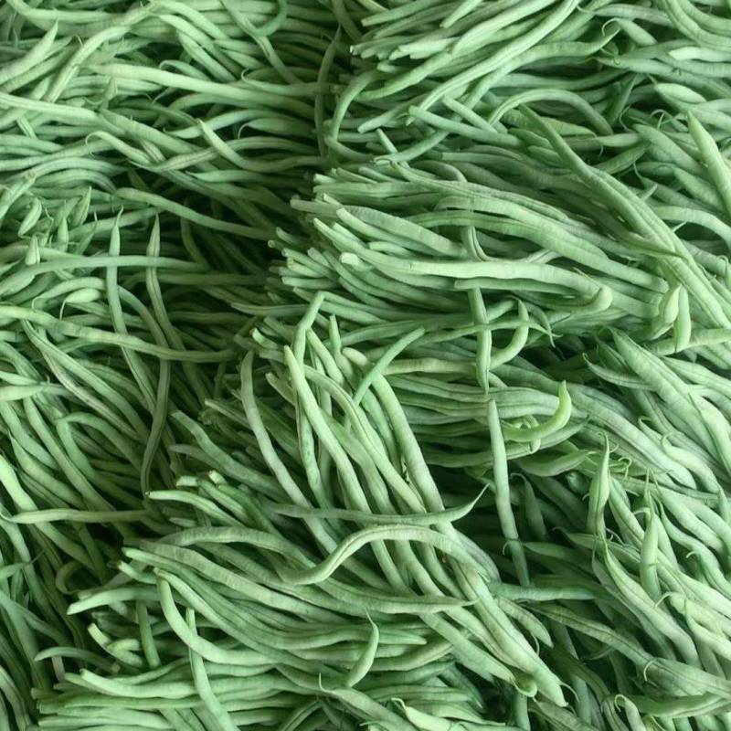 山东豆角圆芸豆无丝豆基地直供大量供应现摘现发品质保证
