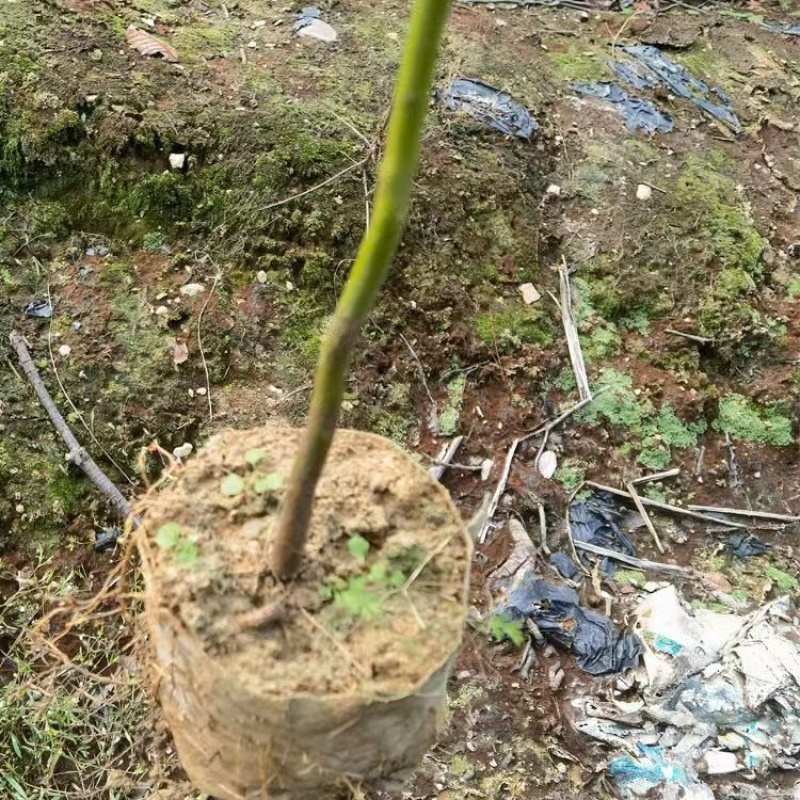 浙江樟容器苗，各种规格齐全，欢迎联系，质量保证