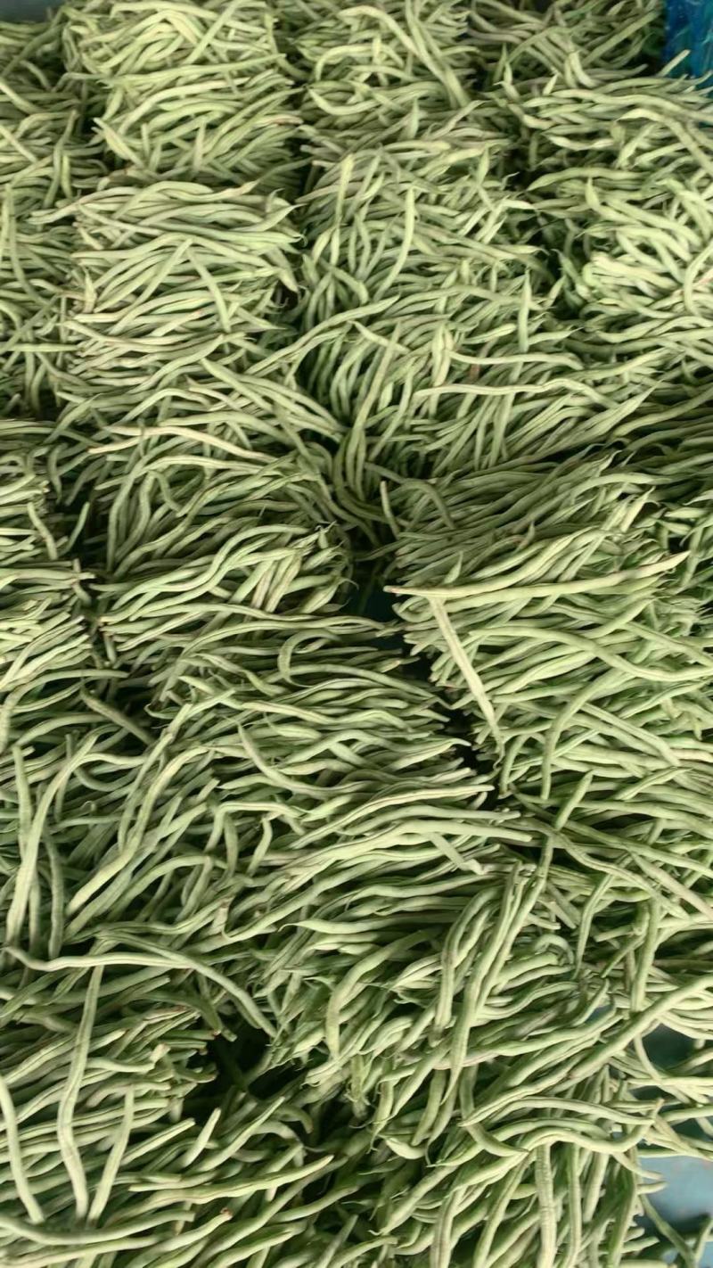 山东豆角圆芸豆无丝豆基地直供大量供应现摘现发品质保证