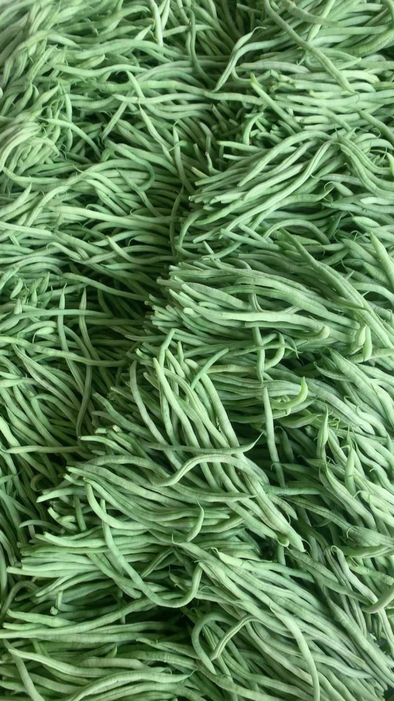 山东豆角圆芸豆无丝豆基地直供大量供应现摘现发品质保证