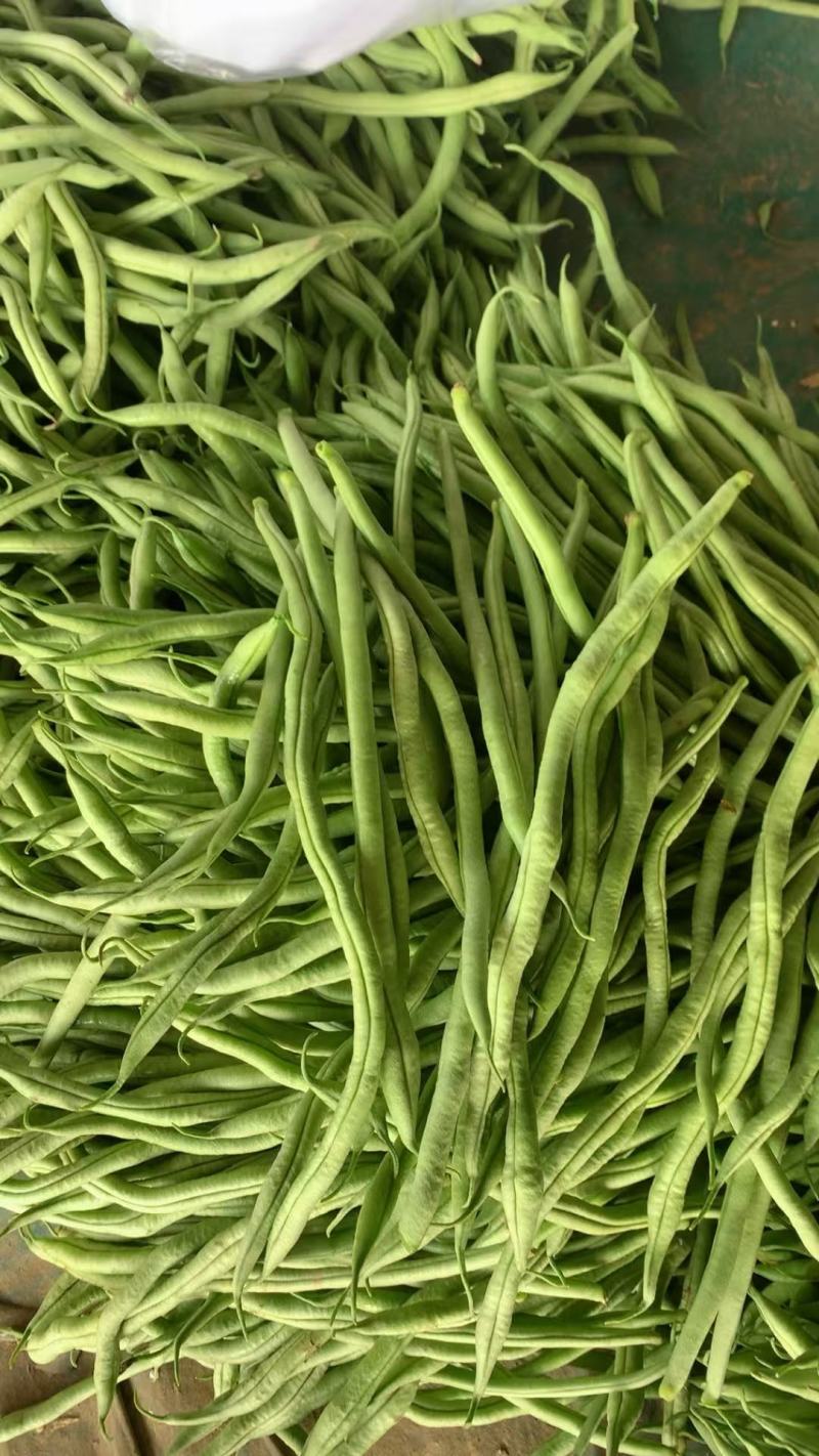 山东豆角圆芸豆无丝豆基地直供大量供应现摘现发品质保证