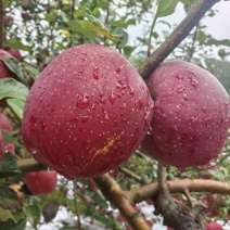 红富士丑苹果大量上市