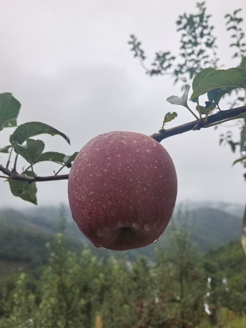 红富士丑苹果大量上市