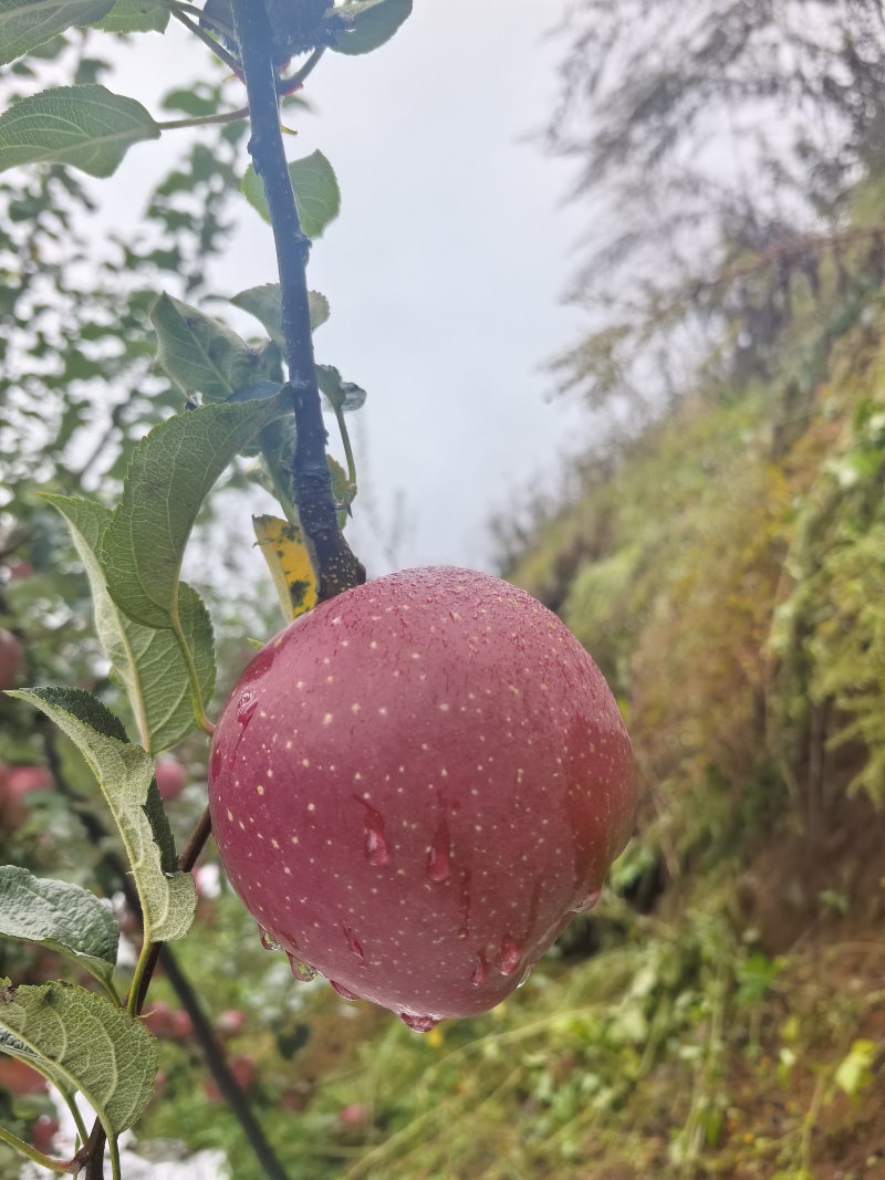 红富士丑苹果大量上市