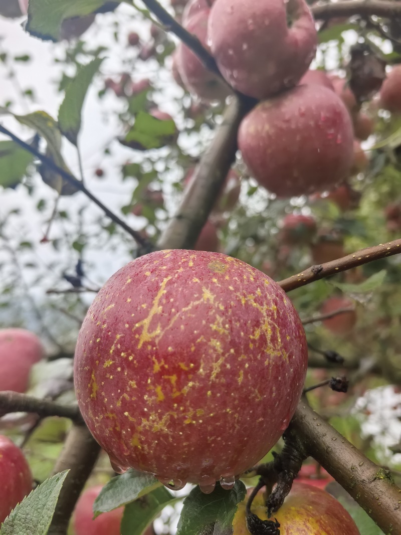 红富士丑苹果大量上市