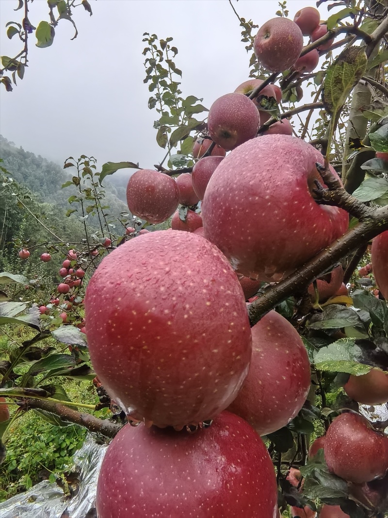 红富士丑苹果大量上市