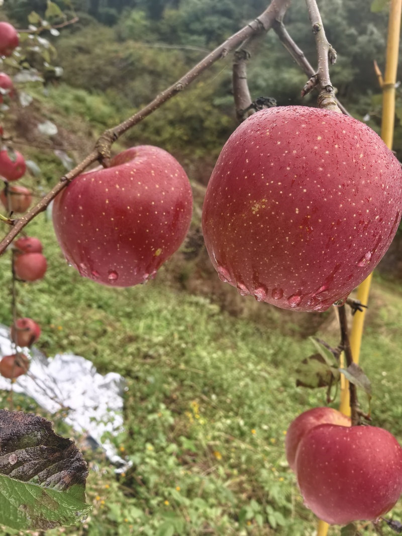 红富士丑苹果大量上市
