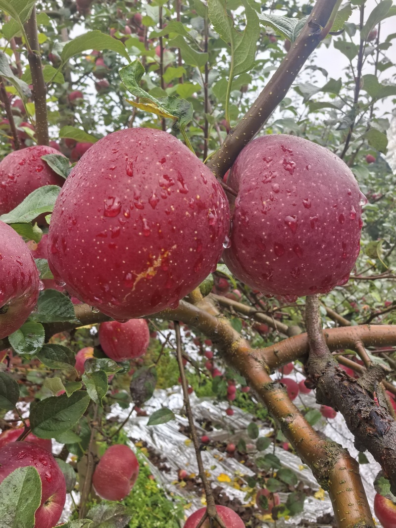 红富士丑苹果大量上市