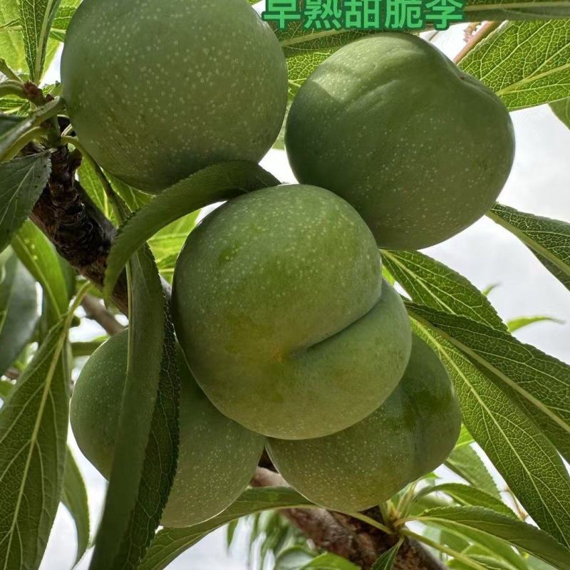 李子苗早熟四月甜脆李子苗