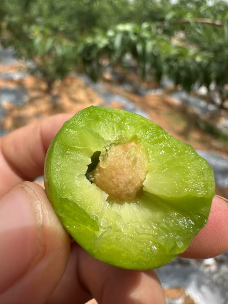 李子苗早熟四月甜脆李子苗
