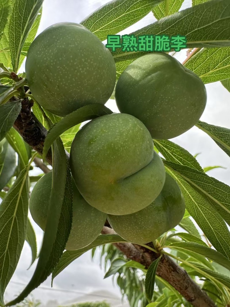 李子苗早熟四月甜脆李子苗