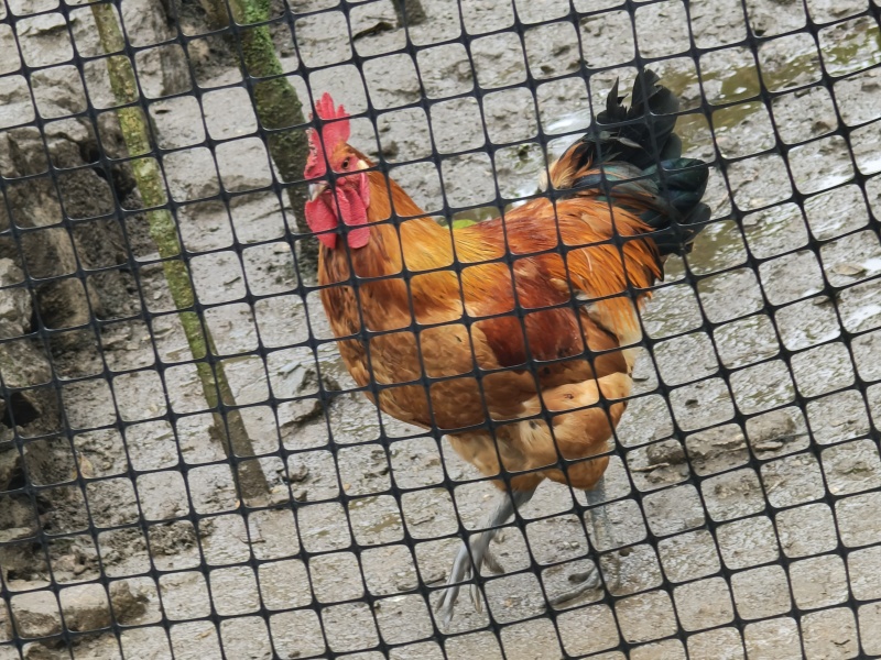 散养土鸡