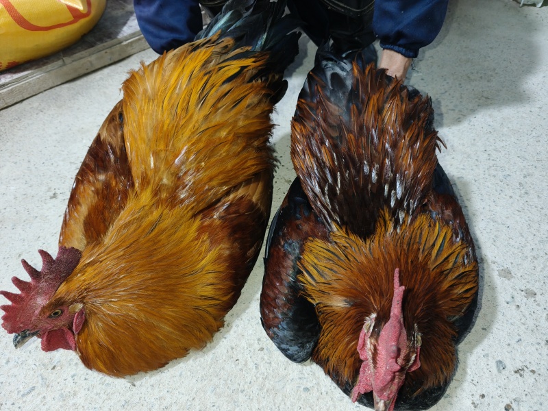 散养土鸡