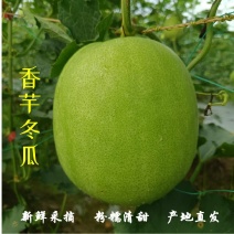 正宗香芋粉糯小冬瓜当季新鲜圆冬瓜香芋小冬瓜青皮冬瓜批发商