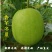 正宗香芋粉糯小冬瓜当季新鲜圆冬瓜香芋小冬瓜青皮冬瓜批发商