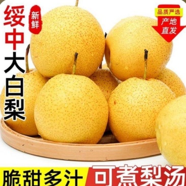 绥中大白梨
