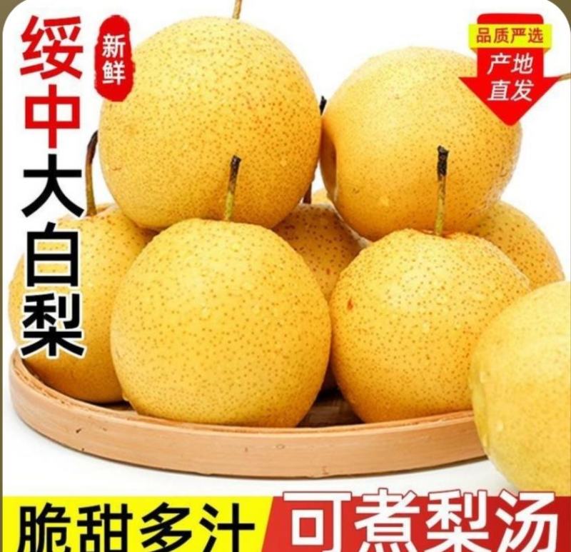 绥中大白梨