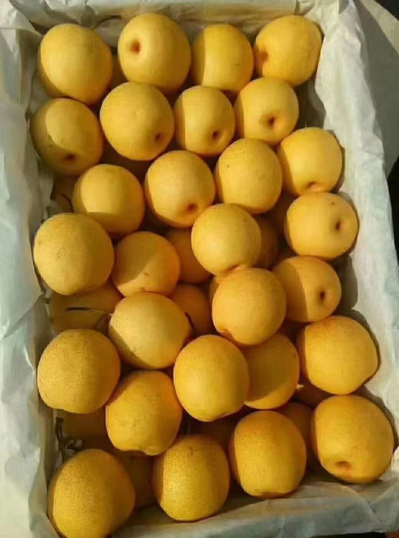 绥中大白梨
