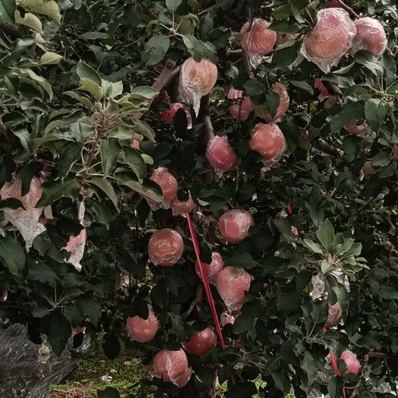 红富士苹果