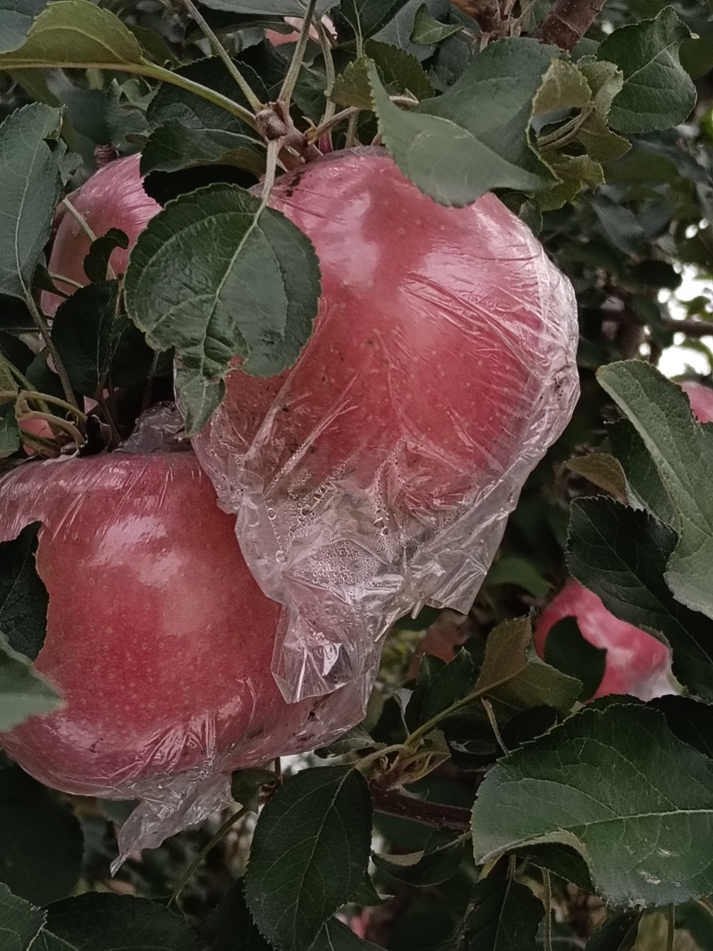 红富士苹果