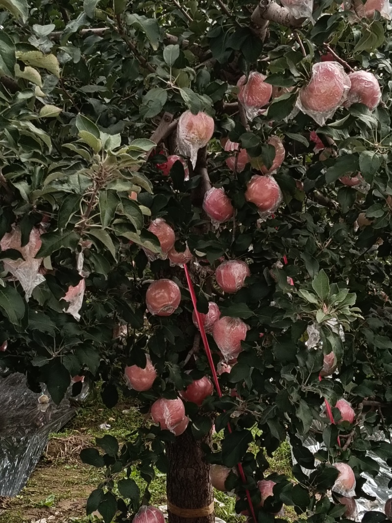 红富士苹果