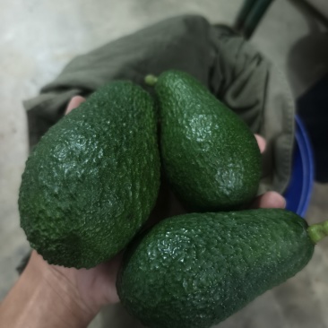 攀枝花自家种植牛油果4000斤左100斤起售