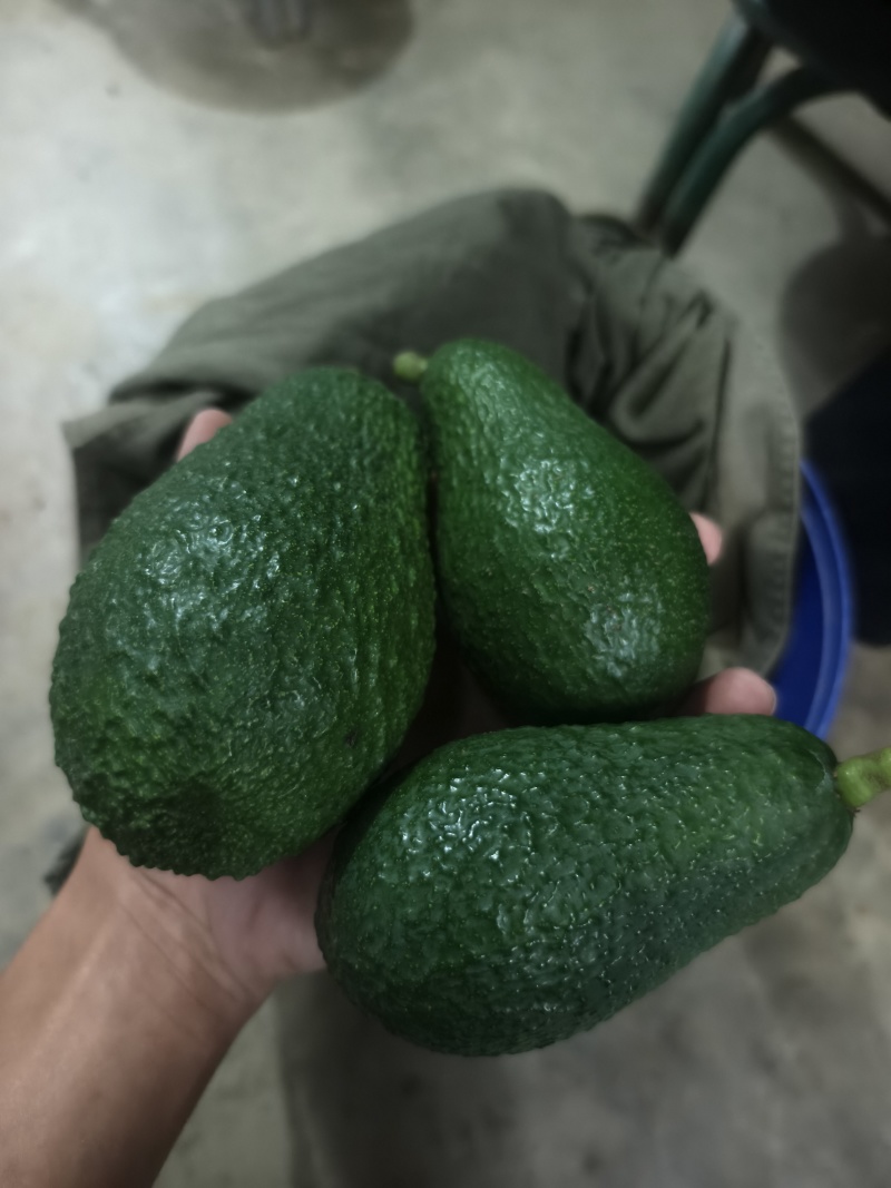 攀枝花自家种植牛油果4000斤左100斤起售