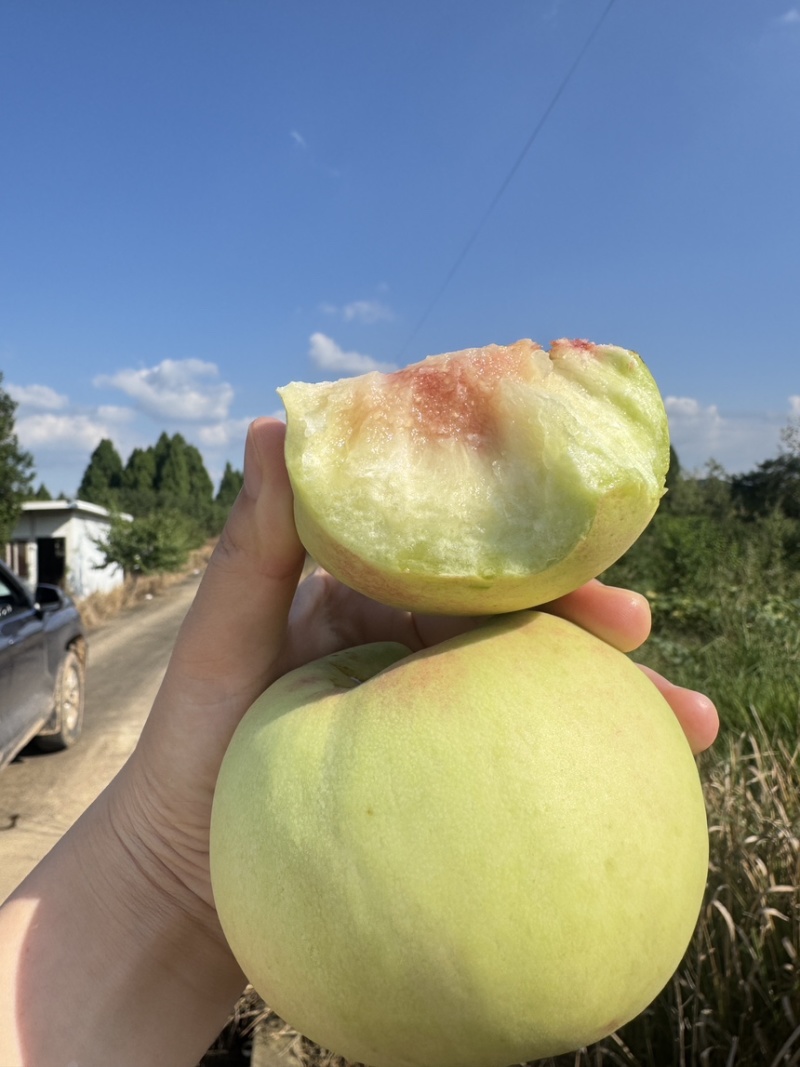 脆甜冬桃