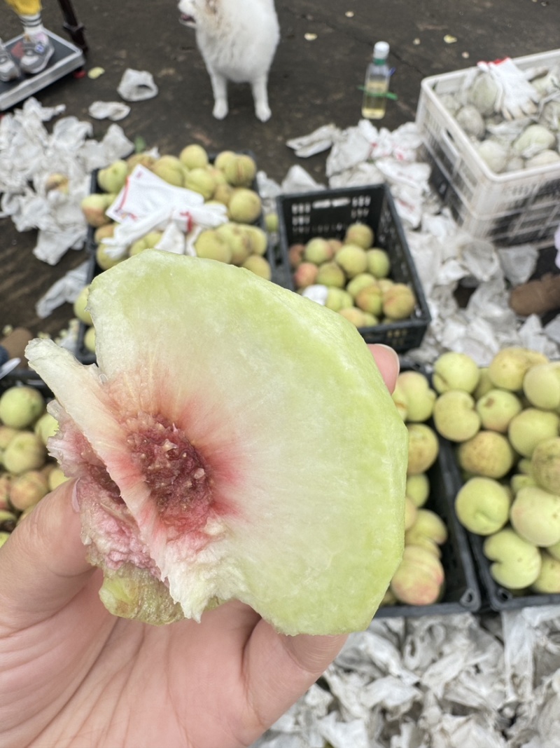 脆甜冬桃