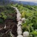贵州高山圆头萝卜