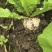 贵州高山圆头萝卜